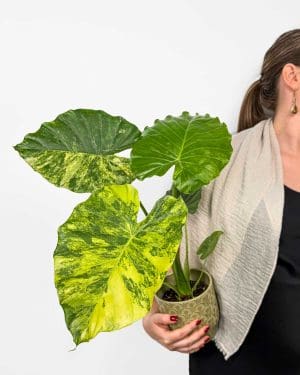 Alokázie slonní ucho 'Aurea Variegata' (Alocasia macrorrhiza) (M)