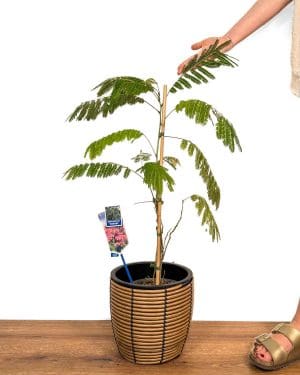 Albízie růžová 'Ombrella' (Albizia julibrissin) (L)