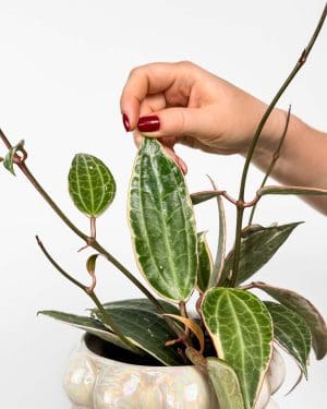 Voskovka 'Albomarginata' (Hoya latifolia) (M)