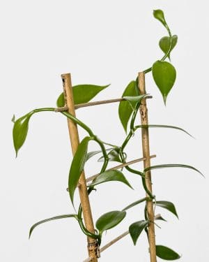 Vanilka (Vanilla planifolia) - vypěstováno ve Slovinsku (M)