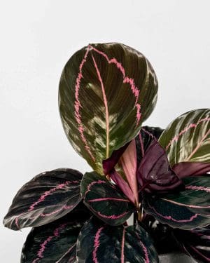 Kalátea 'Dottie' (Calathea roseopicta) (M)
