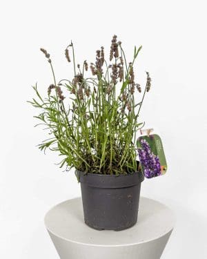 Levandule (Lavandula angustifolia) 'ZACHRAŇ MĚ' M)