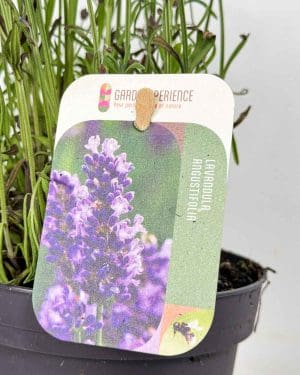 Levandule (Lavandula angustifolia) (M)