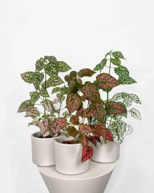 Podrostovka listoklasá (Hypoestes phyllostachya) (S) - 3 druhy