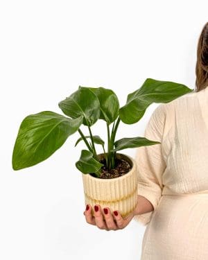 Strelície 'Alba' (Strelitzia nicolai) (M)