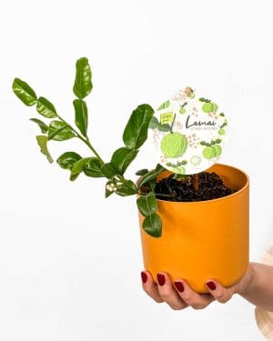 Kaffirová limeta (Citrus hystrix Kaffir) (S)