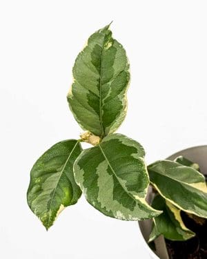 Citroník Meyerův - variegata (Citrus x meyeri) (S)