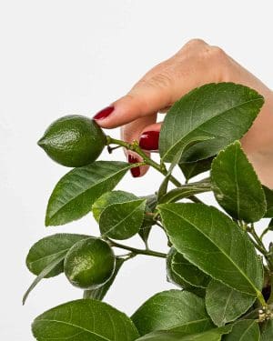 Citroník Meyerův (Citrus x meyeri) (S)