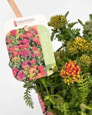 Okrasný řebříček 'Milly Rock Mixmasters Dance' (Achillea millefolium) (L)