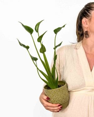 Alokázie 'Tiny Dancer' (Alocasia) (M)