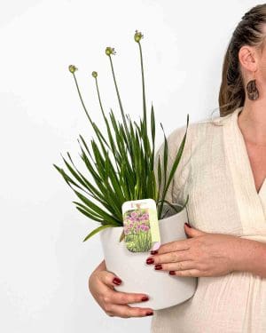 Česnek okrasný (Allium millenium) (L)