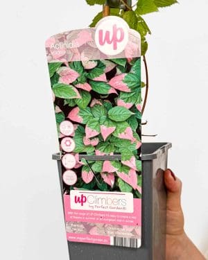 Okrasné kiwi (Actinidia kolomikta) (L)