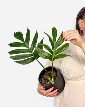 Rafidofora 'Dragon's tail' (Rhaphidophora decursiva) (M)