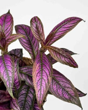 Perský štít (Strobilanthes dyeriana) (M)