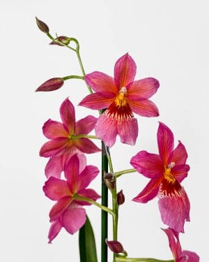 Orchidej 'Cambria Nelly Isler' (Oncidopsis) (M)