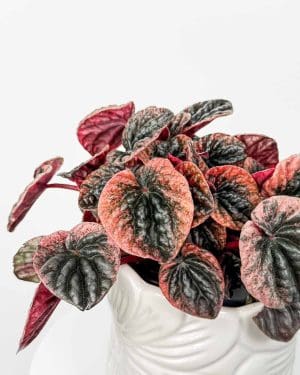 Peperomie 'Abricos' (Peperomia caperata) (M)