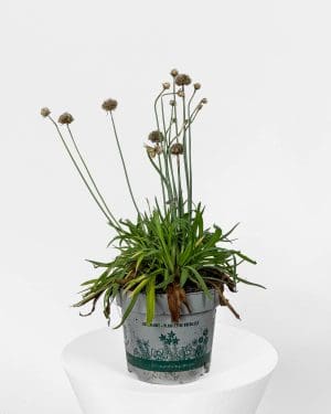 Širokolistý trávniček 'Ballerina' (Armeria pseudarmeria) 'ZACHRAŇ MĚ' (M)