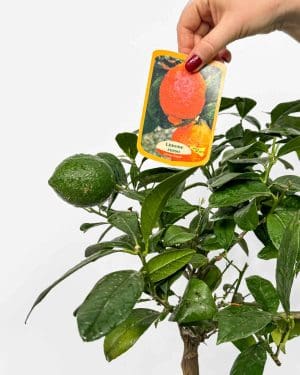 Citroník limonový 'Rosso' (Citrus x limon) (XL)