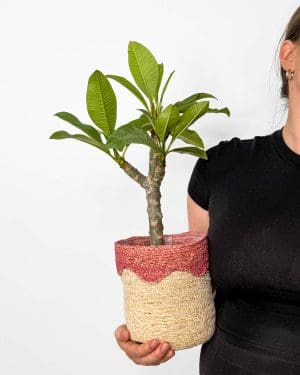 Plumérie (Plumeria rubra) (L)