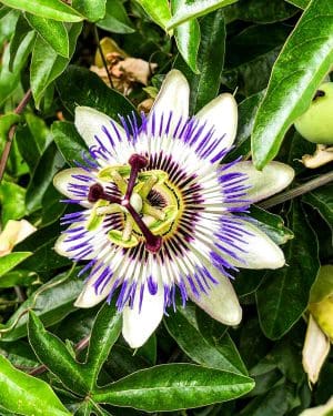 Mučenka modrá (Passiflora caerulea) (M)