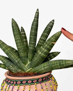 Tchýnin jazyk 'Starfish' (Sansevieria cylindrica 'Boncel') (S)