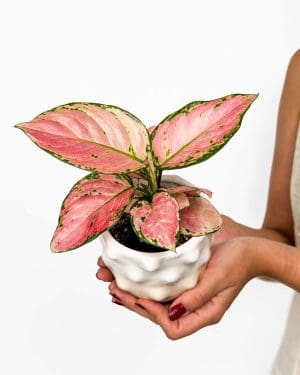 Aglaonema 'Pink Princess' (Aglaonema) (S)