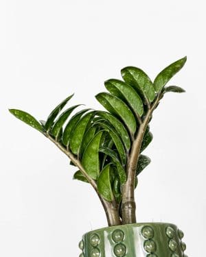 Zamiokulkas 'Zenzi' (Zamioculcas zamiifolia) (M)