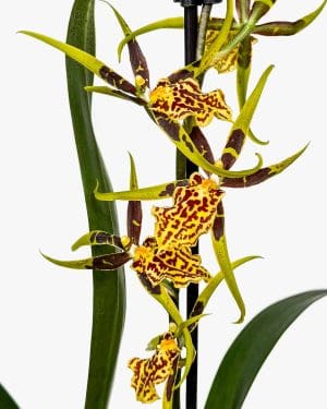 Orchidej Cambria 'Mystic Maze' (Oncidopsis) (M)
