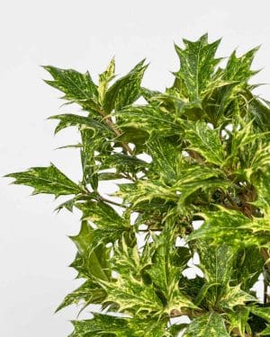 Vonokvětka různolistá 'Goshiki' (Osmanthus heterophyllus) (L)