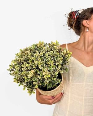 Hebe 'Tricolor' (Hebe speciosa) (L)