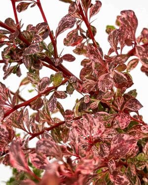 Dřišťál Tunbergův  'Harlequin' (Berberis thunbergii) (L)