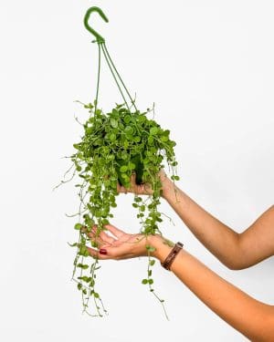 String of nickels (Dischidia nummularia) (M)