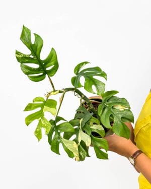 Monstera minima 'Variegata' (Rhaphidophora tetrasperma) (M) (B-Grade)