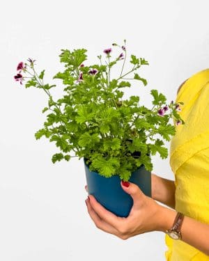 Pelargonie 'Lemon Fresh' (Pelargonium graveolens) (M)