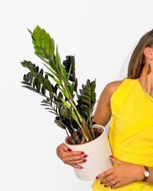 Zamiokulkas 'Raven' (Zamioculcas zamiifolia) (L)