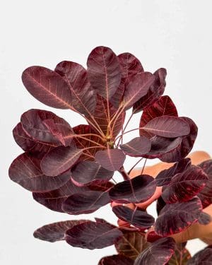 Ruj vlasatá 'Royal Purple' (Cotinus coggygria) (L)