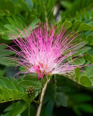 Kaliandra suriamská 'Dixie Pink' (Calliandra surinamensis 'Dixie Pink') (L)