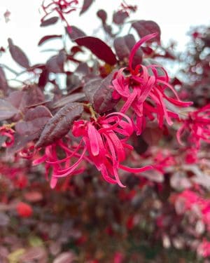 Vilín čínský 'Fire Dance' (Loropetalum chinense) (L)
