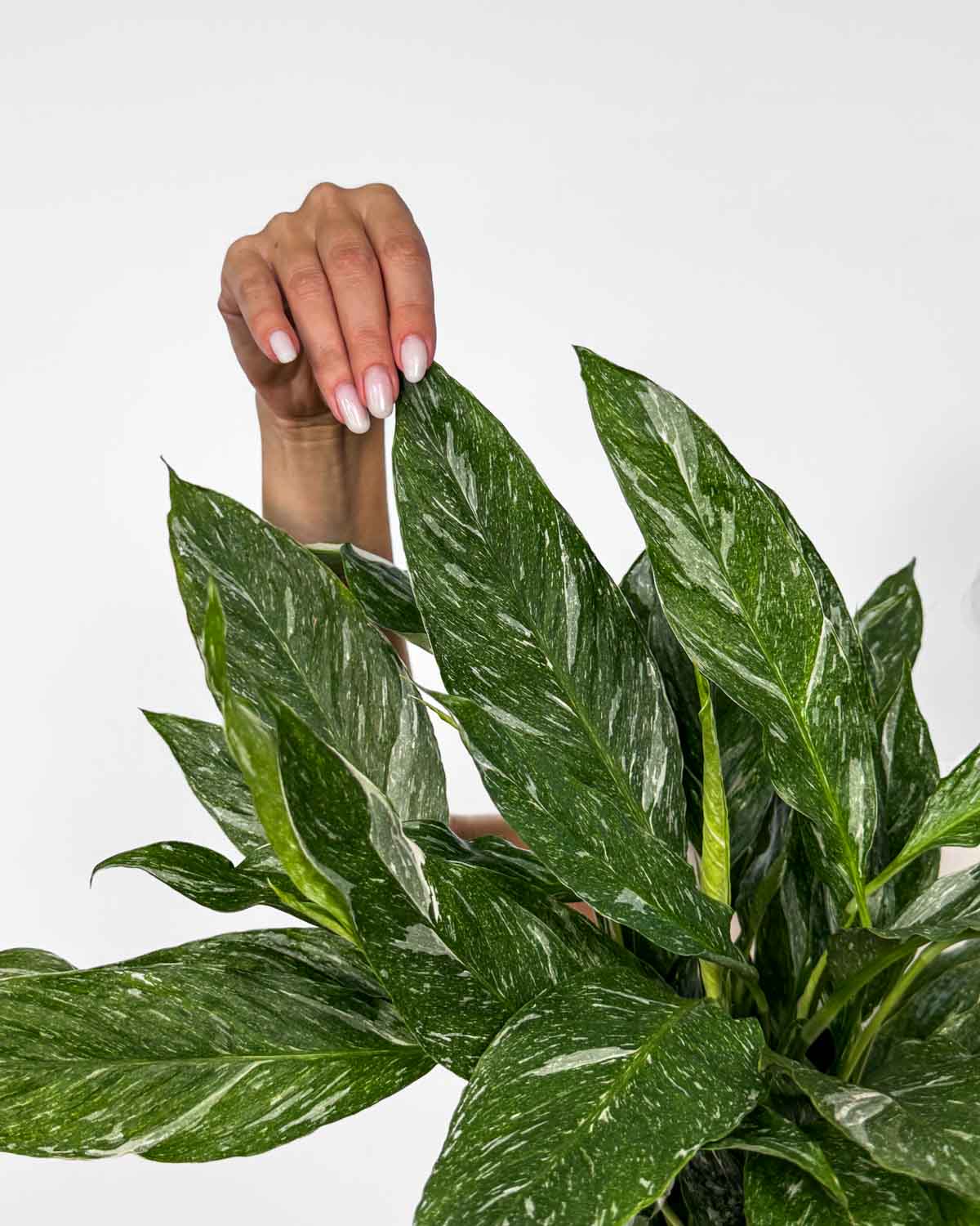 Lopatkovec 'Diamond Variegata' (Spathiphyllum) (L)