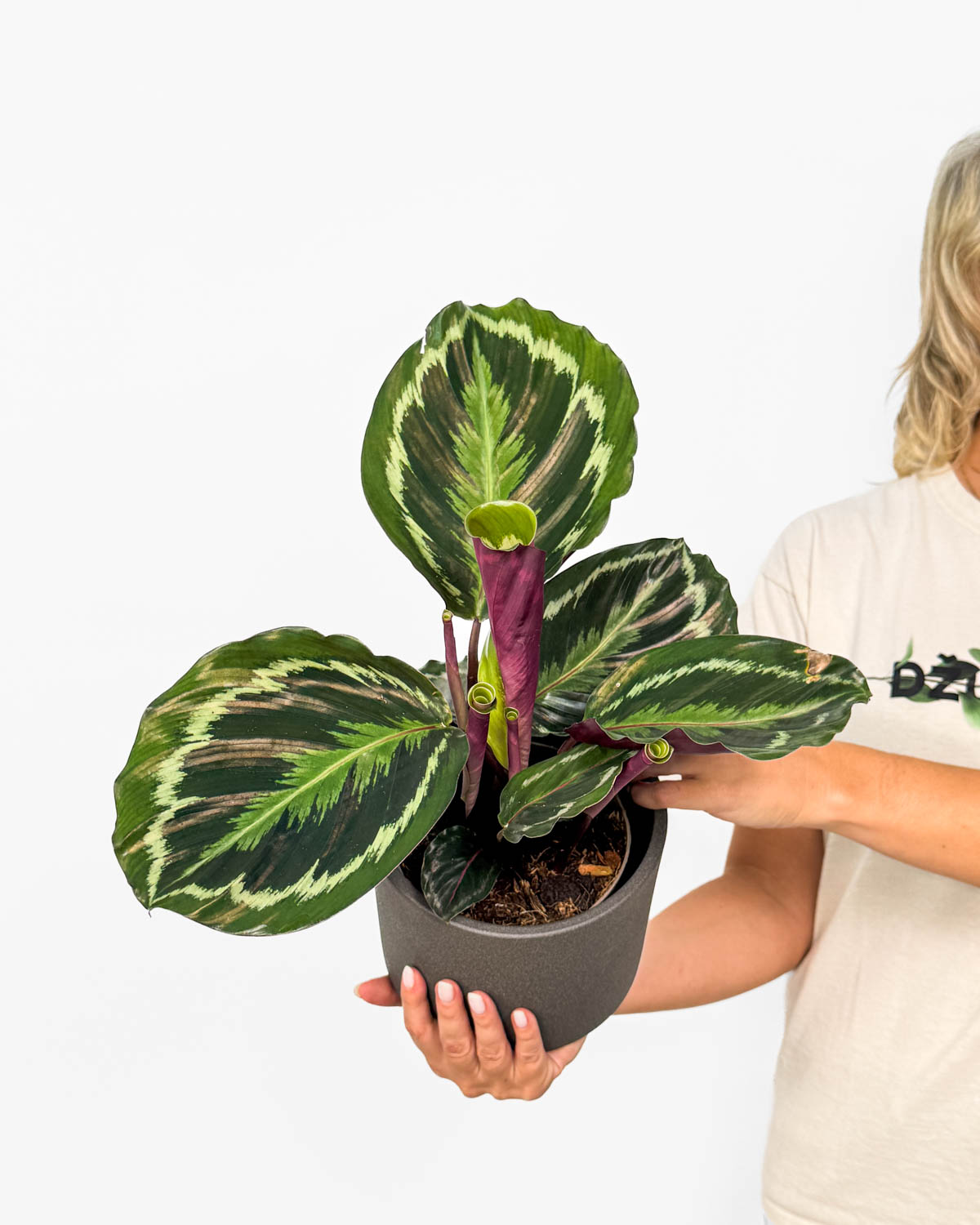 Kalátea 'Medallion' (Calathea veitchiana) (L)
