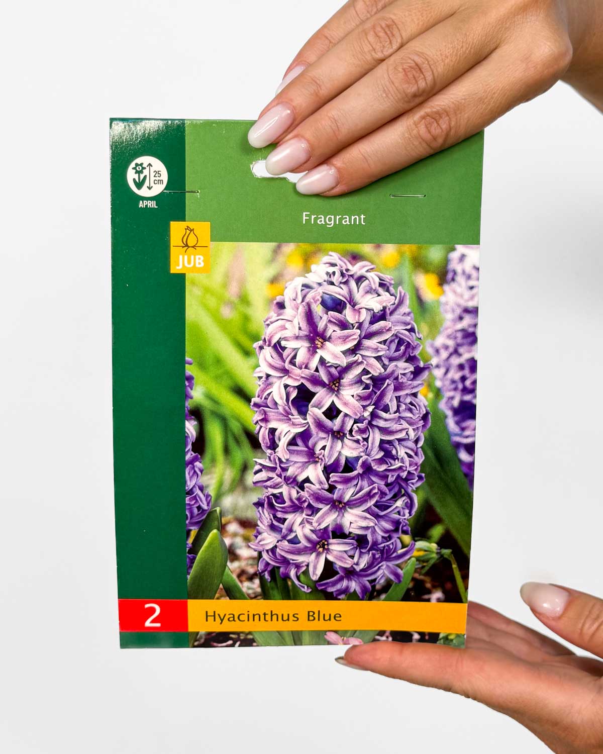 Cibulky Hyacint 'Blue' (Hyacinthus) (2 cibulky)