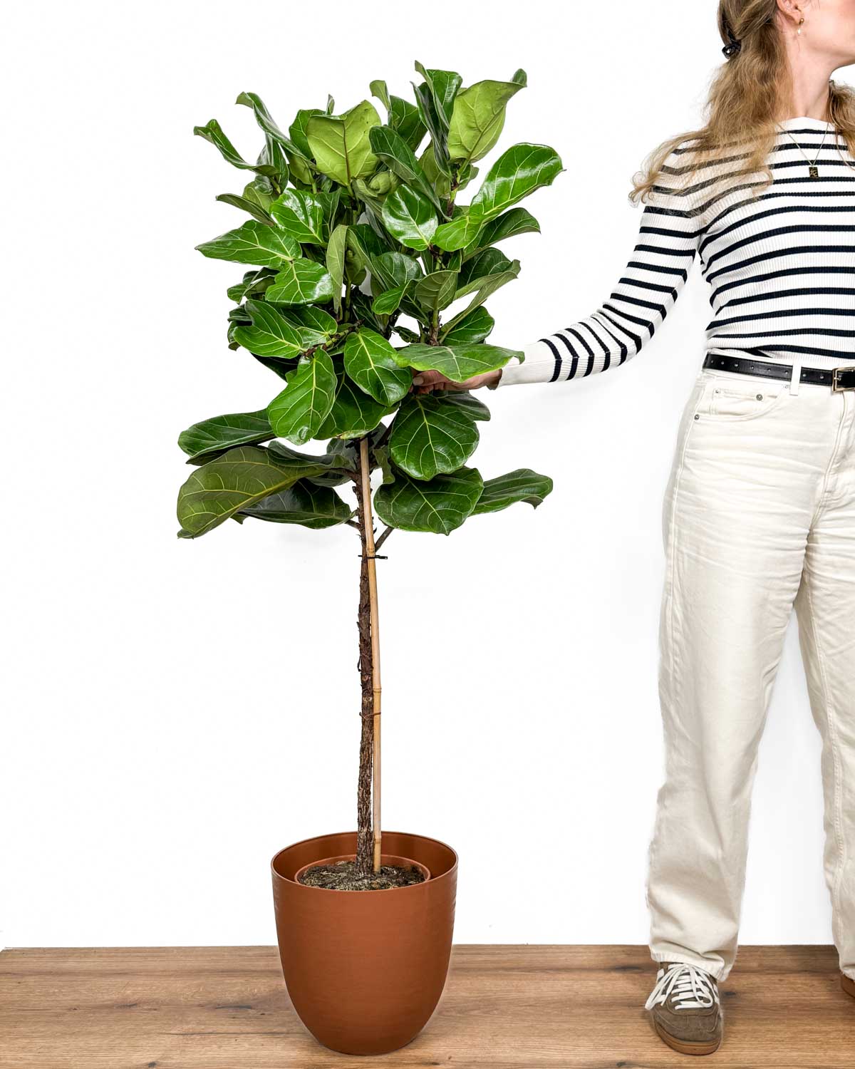 Fíkus lyrata (Ficus) (XXL)
