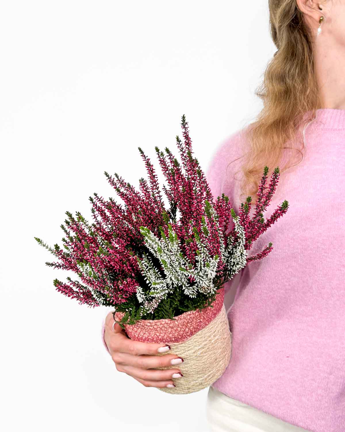 Vřes obecný MIX (Calluna vulgaris) (M)
