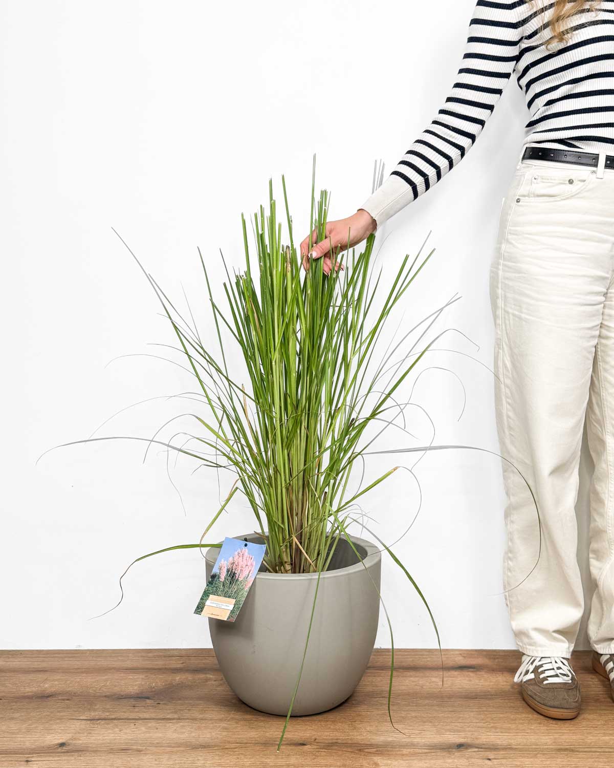 Růžová pampová tráva (Cortaderia selloana 'Rosea') (L)