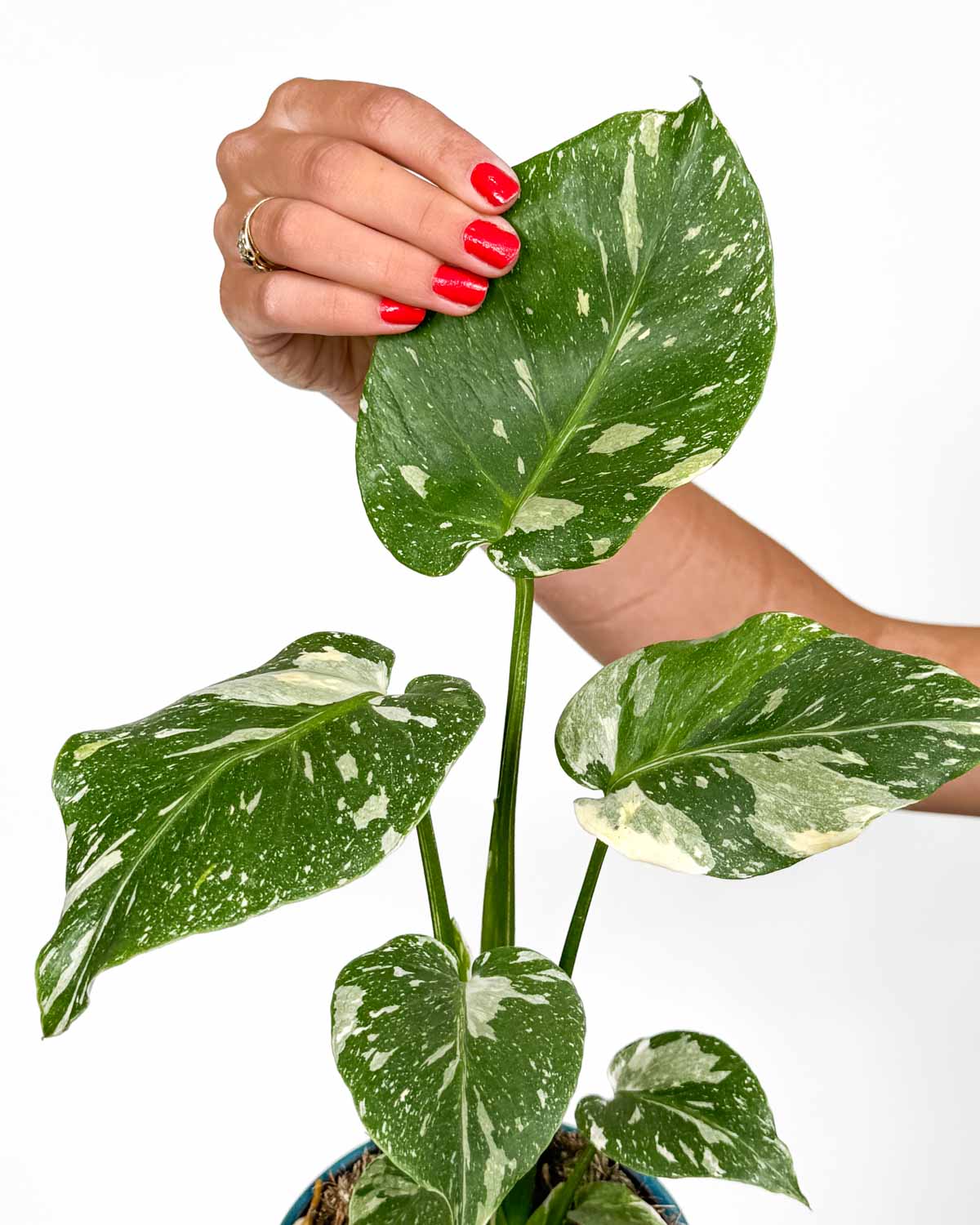 Monstera deliciosa ‘Thai Constellation’ (Monstera) (M)