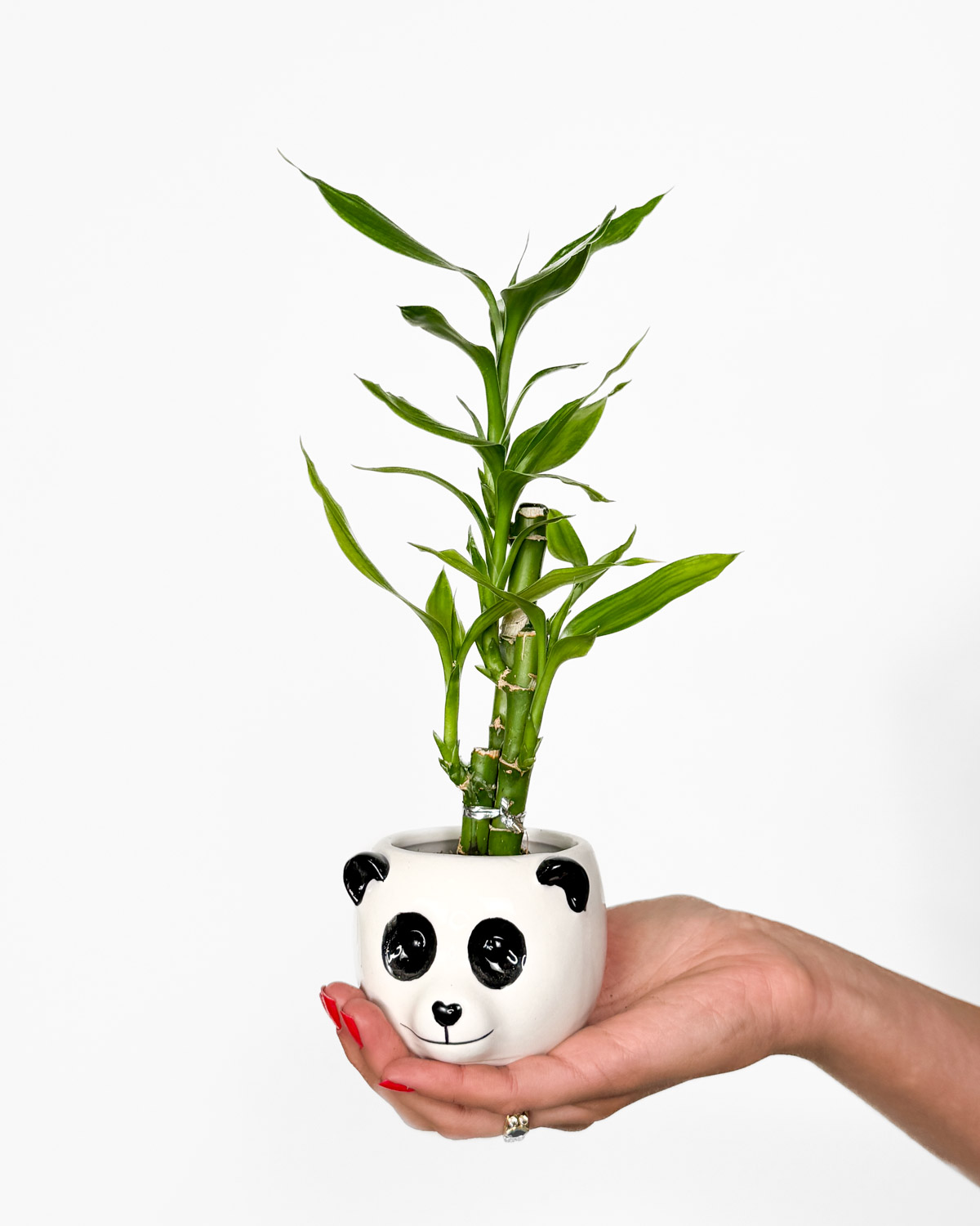Dračinec pruhovaný 'Lucky Bamboo' v panda květináči (Dracaena sanderiana) (XS)
