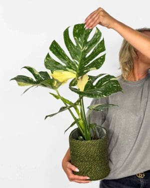 Monstera 'Thai Constellation' (Monstera deliciosa) (L)