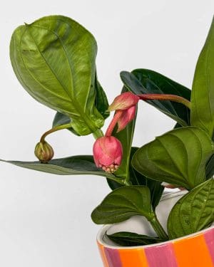 Tupoušek pyšný 'Flamenco' (Medinilla magnifica) (L)