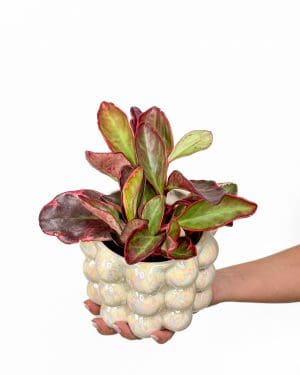 Peperomie 'Jellie' (Peperomia clusiifolia) (M)