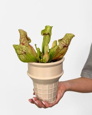 Špirlice nachová 'Venosa' (Sarracenia purpurea) (S)